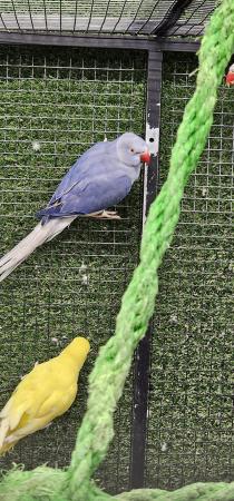 Image 2 of Yellow white lacewing cleartail ringneck parakeets parrots