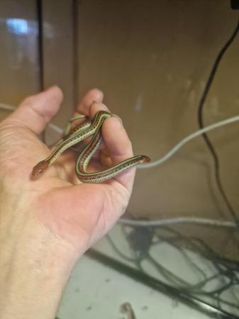 Image 3 of 5 week old californian red sided garter snakes