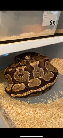 Image 3 of Cutting down Ball Python collection - ADULTS
