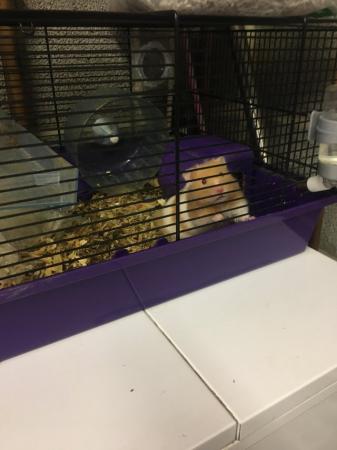 Image 5 of Hamster and cage and accessories