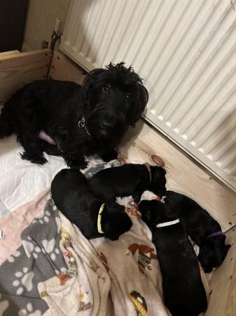 Image 12 of 5 beautiful kc registered Scottish terrier puppies