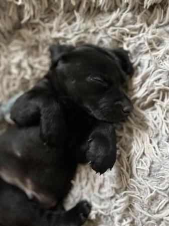 Image 5 of 2 KC reg black labrador pups