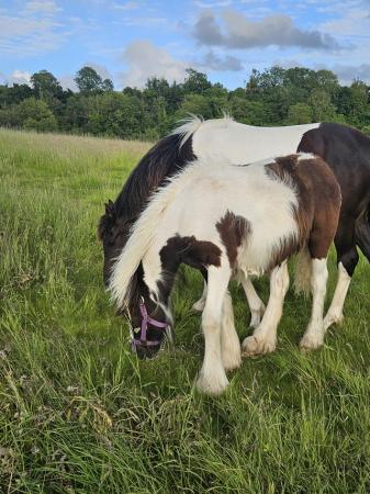 Image 6 of Summers meadow surprise sept2023 traditional cob filly