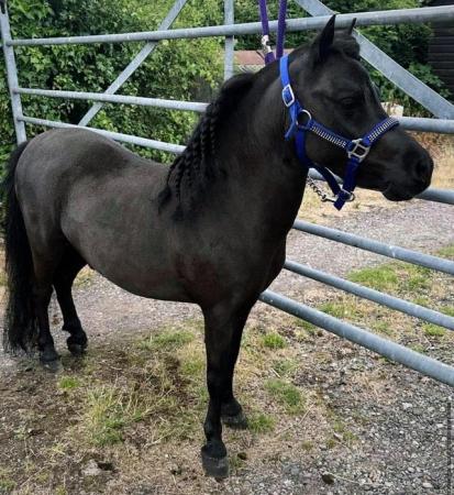 Image 2 of Miniature horse for sale