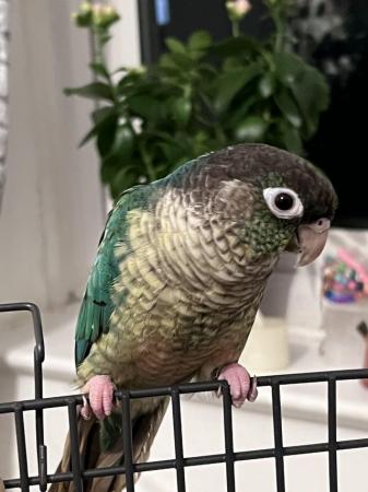 Image 3 of Conures for sale male and female
