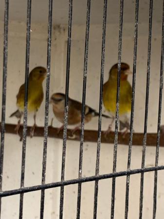 Image 4 of Goldfinch canary mules & goldfinch/bullfinch hybrid