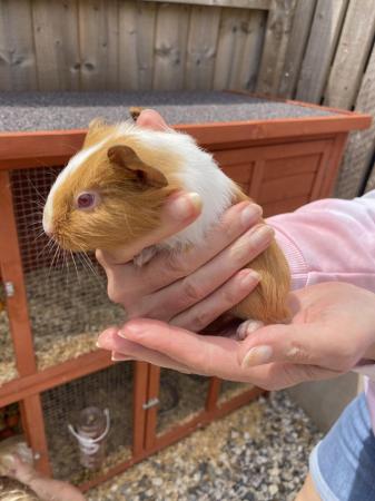 Image 4 of Beautiful Baby Guinea Pigs For Sale