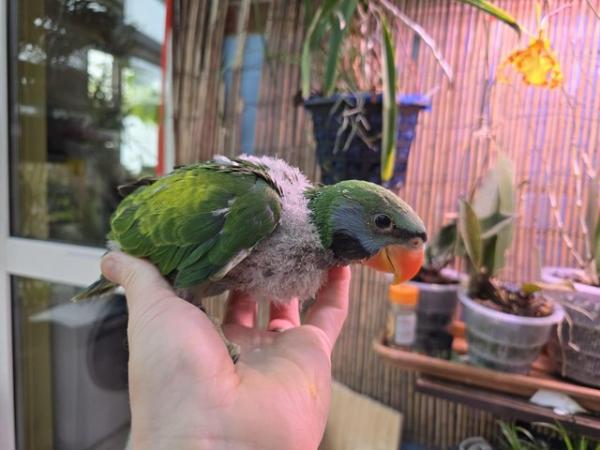 Image 2 of Derbyan parrots parakeets. Handreared, tamed