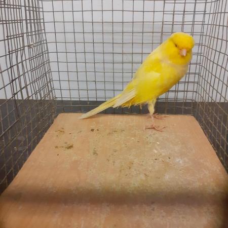 Image 2 of Lovely Yorkshire canary for sale