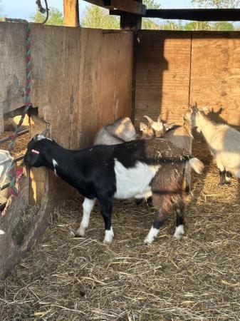 Image 2 of 3 yearling Pygmy goat wethers