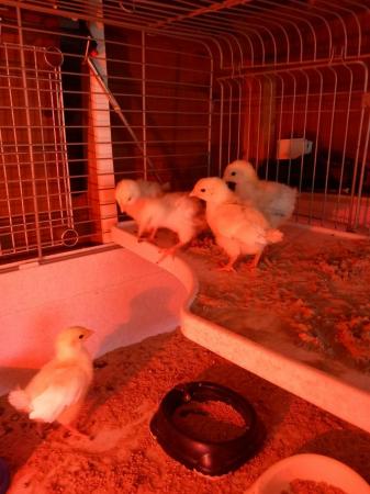 Image 2 of 5 X Light Sussex Chicks For Sale, Unsexed , but believe 4 he