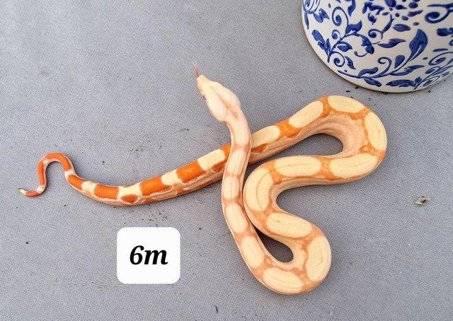 Preview of the first image of Sunglow kahl roswell Laddertail boa constrictor.