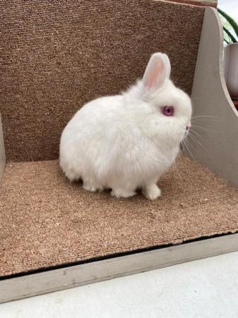 Image 2 of Netherland Dwarf Adults - VACCINATED & WORMED