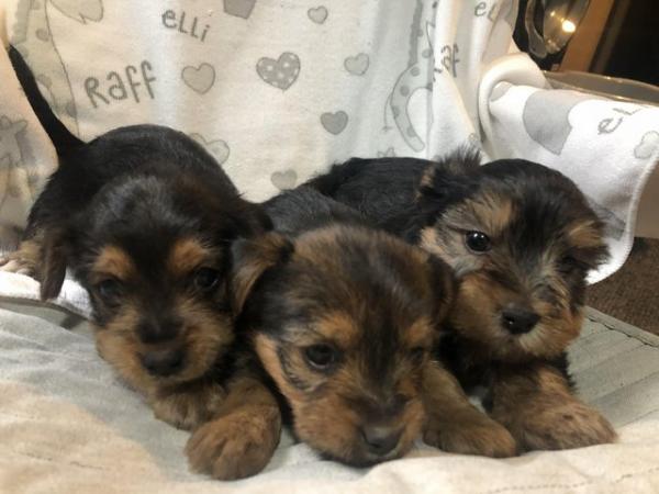 Image 7 of Yorkshire terrier puppies