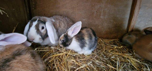 Image 2 of Lop cross giant continental rabbits