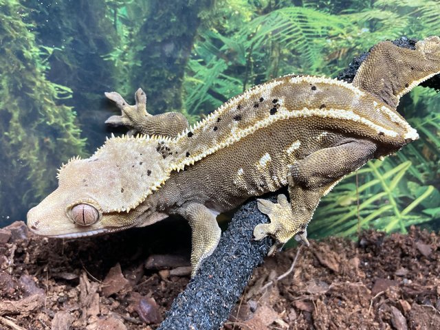 Preview of the first image of Adult female dalmation pinstripe crested gecko.