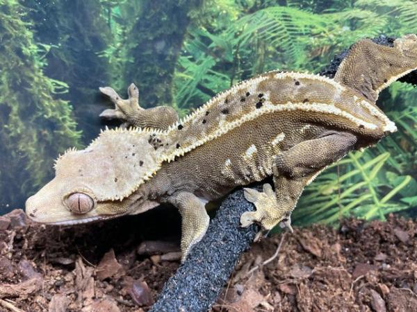 Image 1 of Adult female dalmation pinstripe crested gecko