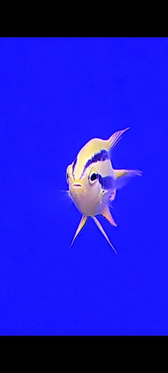 Preview of the first image of Gold Damsel Marine Fish ..
