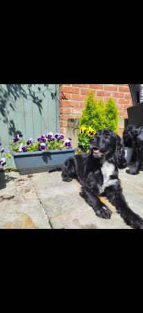 Image 4 of KC registered working cocker spaniel puppies