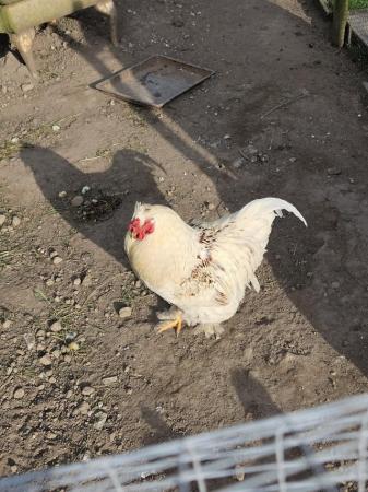 Image 1 of 6 month old Brahma rooster available