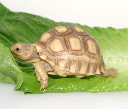 Image 8 of Stocked Tortoises on at Warrington pets and exotics