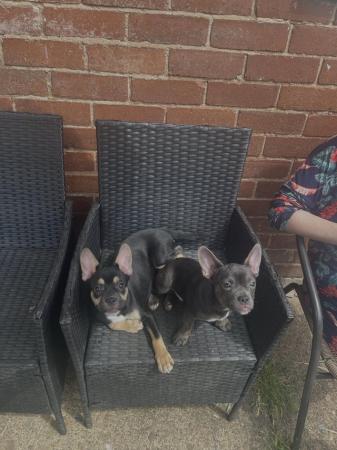 Image 3 of REDUCED 2 Male chihuahua x French bulldog puppies