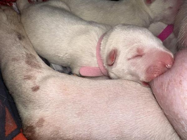 Image 6 of 1 Male, 2 Female KC Registered Bull Terrier Puppies
