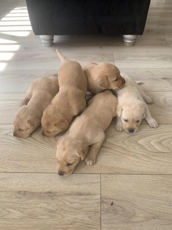 Image 2 of 14 week  old Labrador puppies for sale!!