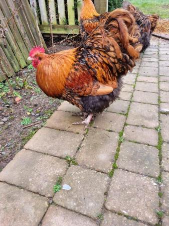 Image 1 of **Free** Gold Laced Orpington Cockerals