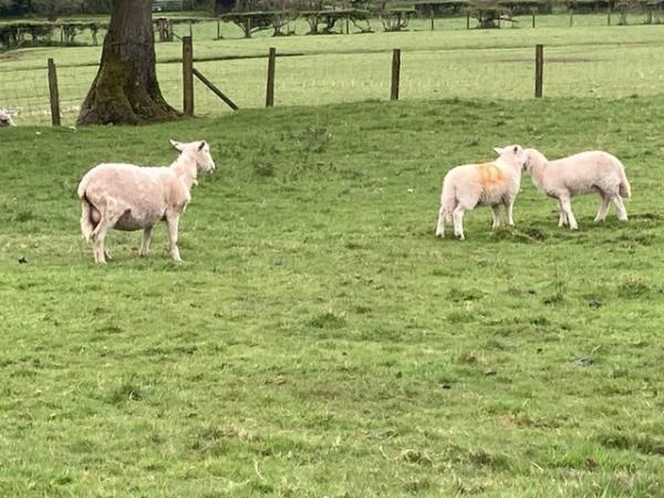 Image 2 of Easycare shearling ewes x2 with 2x single lambs at foot