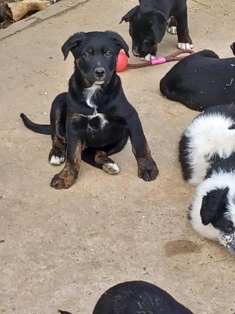 Image 14 of Border collie cross rottweiler puppies