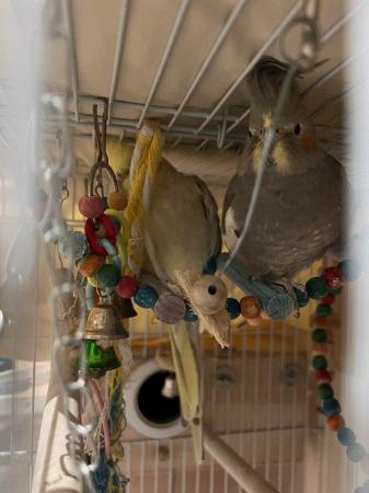 Image 2 of Pair of Cockatiels. Yellow and grey. Freebies included
