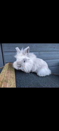 Image 1 of Lionhead rabbits for sale Mixed