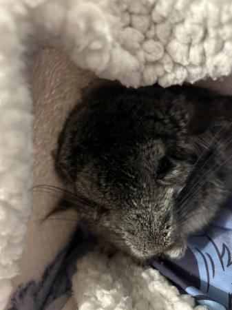 Image 2 of Bonded pair chinchillas with cage