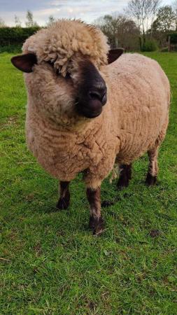 Image 1 of Hampshire Down ewe & lambs for sale