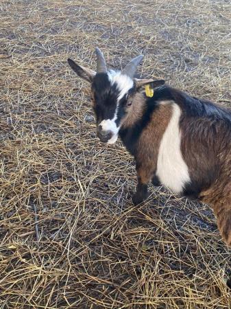 Image 3 of Quality Pygmy goats available