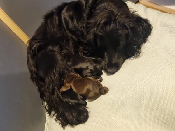 Image 2 of Last 1 left - Stunning KC DNA Tested Working Cocker Puppies