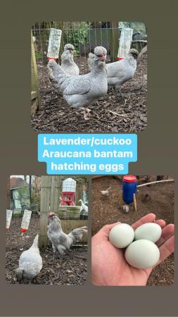 Image 5 of Hatching/fertile bantam and large fowl eggs