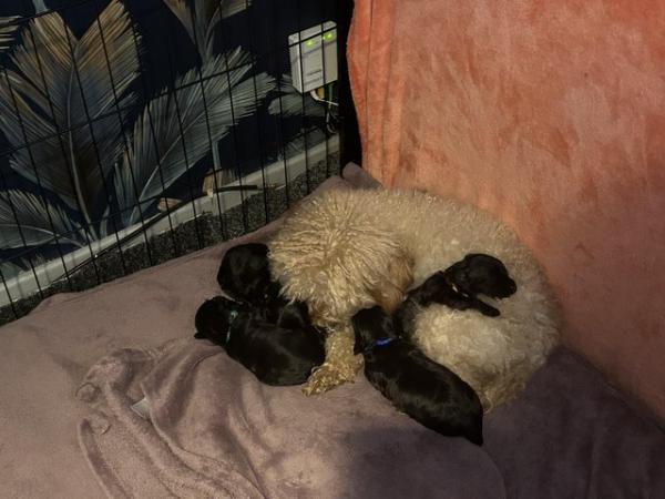 Image 12 of Toy Shih-poo’s puppies (Imperial )