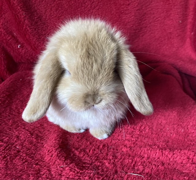 Preview of the first image of Adorable Mini Lop Rabbits.
