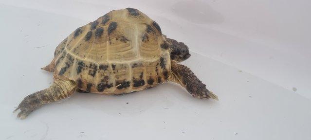 Preview of the first image of Female Horsefield Tortoise & Full Set Up.