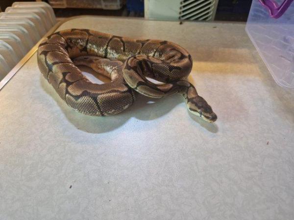 Image 4 of For sale Male spider ball python