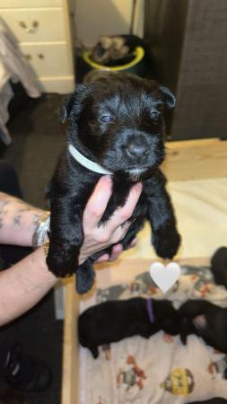 Image 8 of 5 beautiful kc registered Scottish terrier puppies