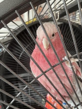Image 2 of Unsexed Galah parrot for sale