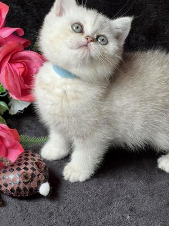 Image 11 of British shorthair Silver kittens