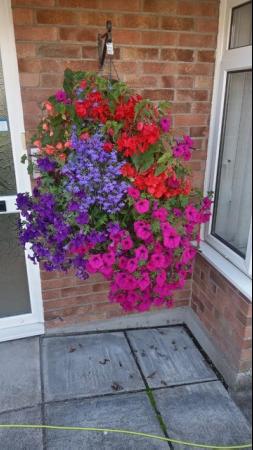Image 3 of New 15 inch 12 sectional hanging basket just £7 each