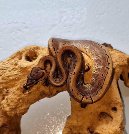 Image 5 of Hatchling royal pythons for sale