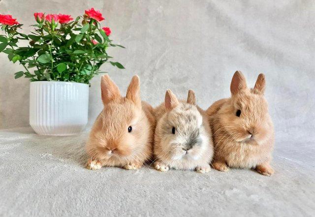 Image 4 of Netherland Dwarf Bunnies for Sale!