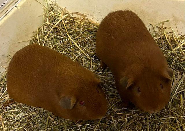 Preview of the first image of Golden Guinea Pig Cavy Males - £10 each.