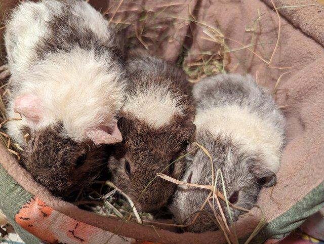 Preview of the first image of Skinny pigs baby boars ready for new owners.